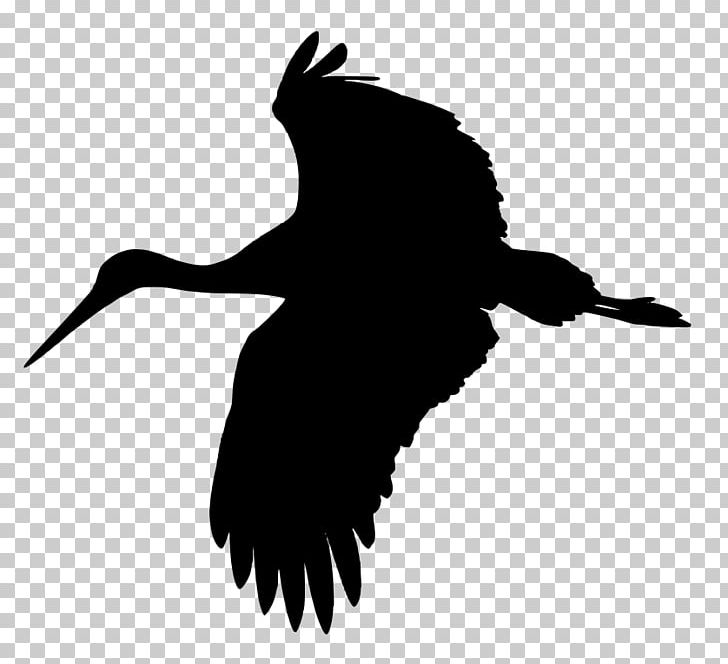White Stork Bird PNG, Clipart, Beak, Bird, Bird Of Prey, Black And White, Ciconiiformes Free PNG Download