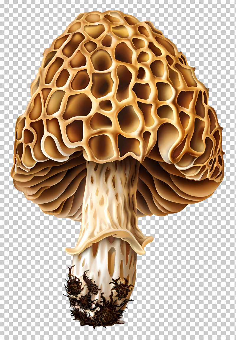 Morel Mushroom - Detailed Morel Mushroom Illustration PNG