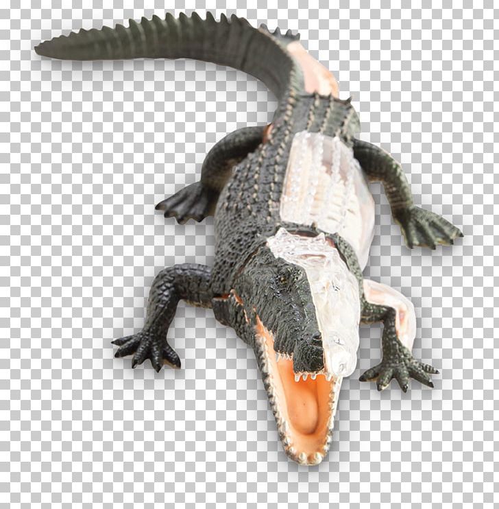 Crocodile Alligators Terrestrial Animal PNG, Clipart, Alligator, Alligators, Animal, Animals, Crocodile Free PNG Download