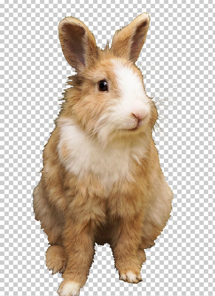 Domestic Rabbit Netherland Dwarf Rabbit Hare Holland Lop Rex Rabbit PNG, Clipart, Animal, Animals, Conejo, Domestic Rabbit, Dwarf Rabbit Free PNG Download