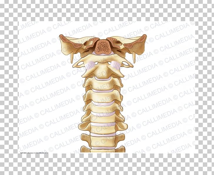 Joint Vertebral Column Bone Cervical Vertebrae Ligament PNG, Clipart, Anatomy, Atlantoaxial Joint, Atlantooccipital Joint, Atlas, Bone Free PNG Download