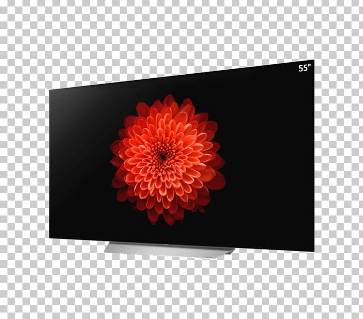 LG 4K Resolution OLED High-definition Television PNG, Clipart, 4k Resolution, Chrysanths, Daisy Family, Display Device, Flower Free PNG Download