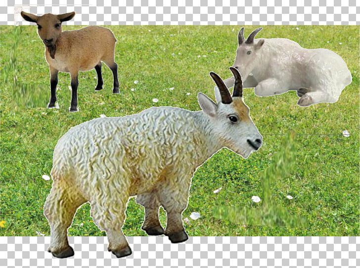 Mountain Goat Sheep Cattle Pasture PNG, Clipart, Animal, Animals, Cattle, Cattle Like Mammal, Cow Goat Family Free PNG Download