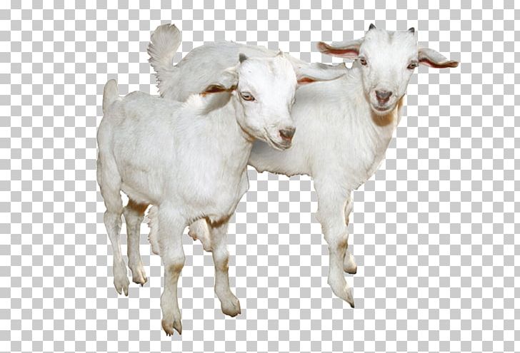 Sheep Goat Molecule CAS Registry Number PNG, Clipart, Animals, Background, Background White, Black White, Cattle Like Mammal Free PNG Download