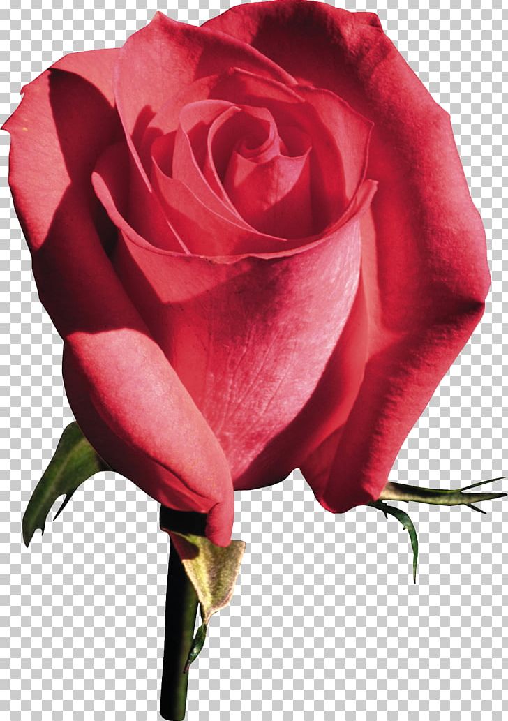 Beach Rose Garden Roses Flower PNG, Clipart, Beach Rose, China Rose, Closeup, Cut Flowers, Download Free PNG Download
