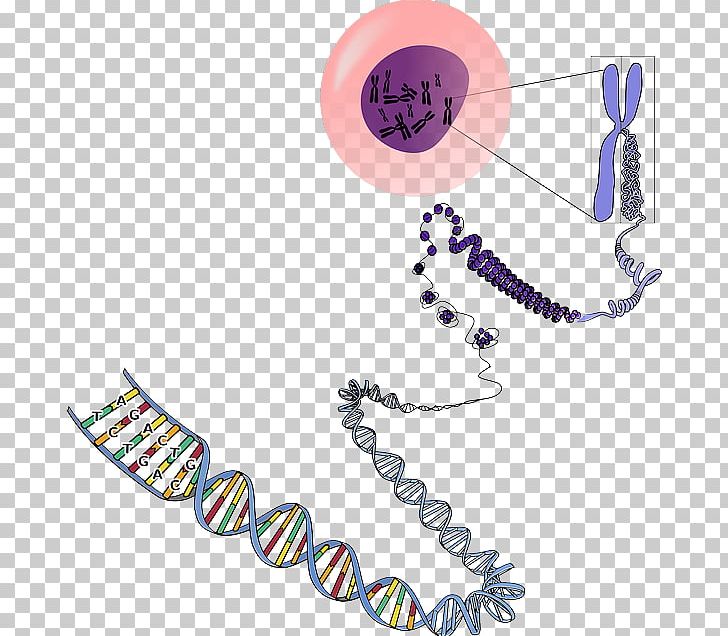DNA Chromosome Genetics RNA PNG, Clipart, Base Pair, Body Jewelry, Chromosome, Dna, Euchromatin Free PNG Download