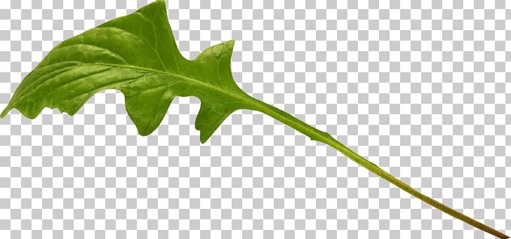 Leaf Common Dandelion Plant Stem PNG, Clipart, Animal, Branch, Clover, Common Dandelion, Dandelion Free PNG Download