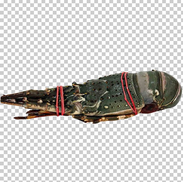 Lobster Palinurus Elephas Australia Boston PNG, Clipart, Animals, Australia, Australian, Australian Green Lobster, Australian Lobster Free PNG Download