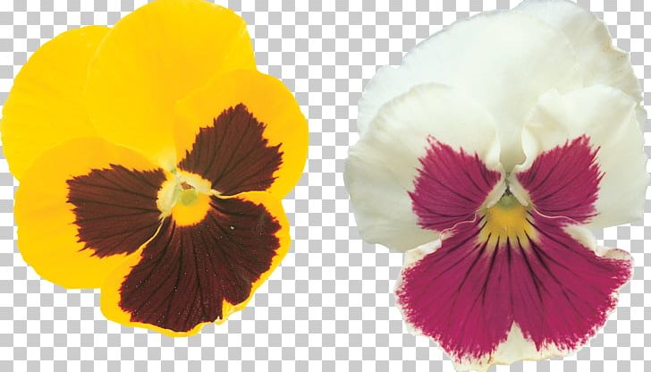 Pansy Rights Managed Violet Stock Photography PNG, Clipart, Digital Image, Flower, Flowering Plant, Fullerton Technology, Google Images Free PNG Download