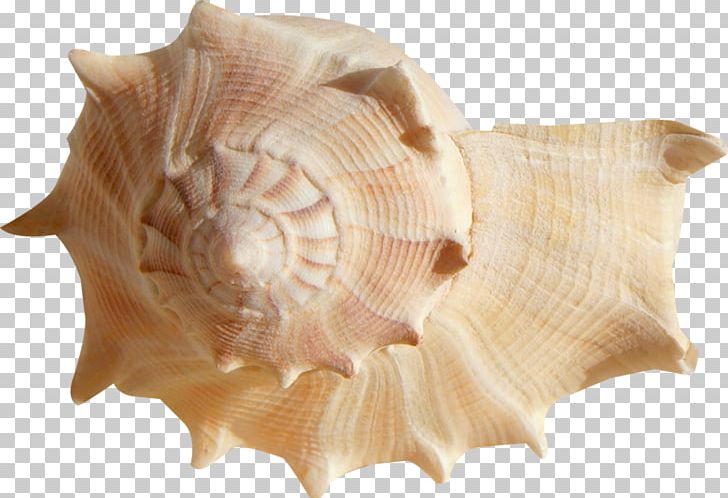Seashell Mollusc Shell Ocean Clam PNG, Clipart, Animals, Beach, Clam, Clams Oysters Mussels And Scallops, Cockle Free PNG Download