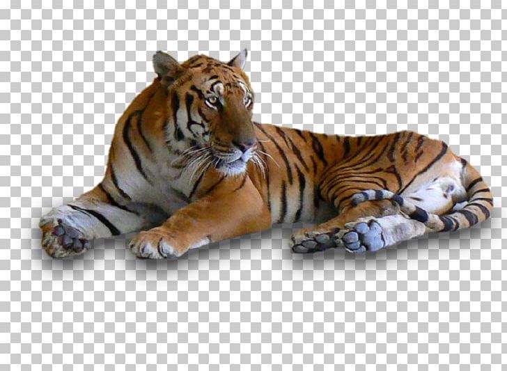 South China Tiger Siberian Tiger Felidae Deer PNG, Clipart, Animal, Animals, Big Cat, Big Cats, Carnivoran Free PNG Download