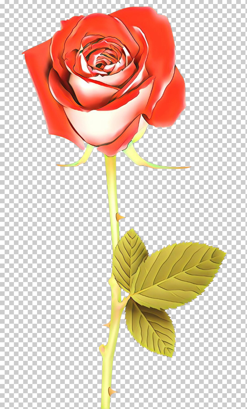 Garden Roses PNG, Clipart, Cut Flowers, Flower, Garden Roses, Petal, Plant Free PNG Download
