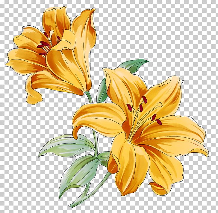 Lilium Flower Drawing PNG, Clipart, Daisy Family, Daylily, Desktop Wallpaper, Download, Encapsulated Postscript Free PNG Download