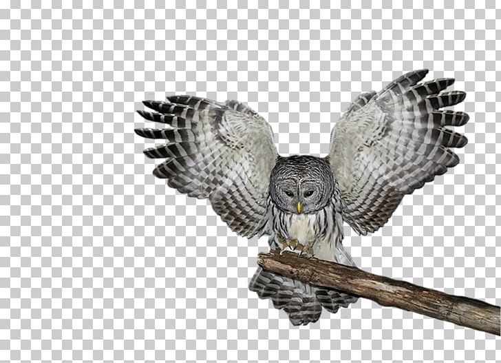 Tawny Owl Great Horned Owl Snowy Owl Eastern Screech Owl PNG, Clipart, Alaska Raptor Center, Animals, Beak, Bird, Bird Of Prey Free PNG Download