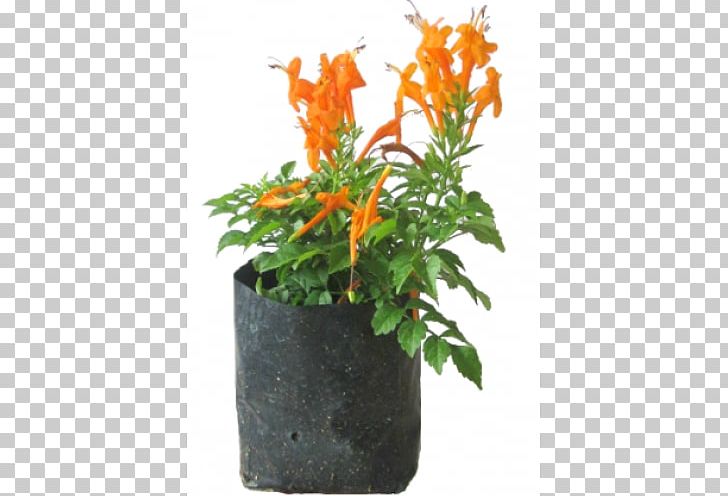 Tecoma Capensis Flowerpot Shrub Houseplant PNG, Clipart, Bignoniaceae, Cut Flowers, Flower, Flowering Plant, Flowerpot Free PNG Download