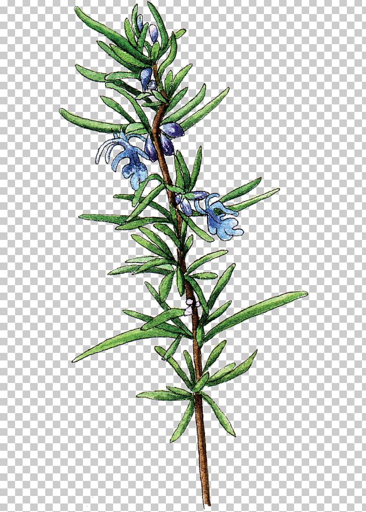 Berkeley Horticultural Nursery Rosemary Larch Herb Food PNG, Clipart, Berkeley, Branch, Conifer, Evergreen, Fir Free PNG Download