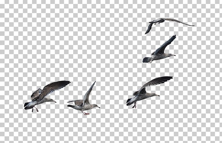 Bird A Flock Of Seagulls Cygnini A Flock Of Seagulls PNG, Clipart, A Flock Of Seagulls, Animal Migration, Animals, Art, Beak Free PNG Download
