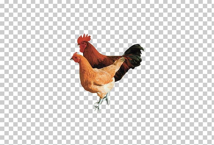 Chicken Hen PNG, Clipart, Animal, Beak, Bird, Birds, Black Hair Free PNG Download