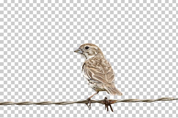 House Sparrow Bird Finch PNG, Clipart, Animal, Animals, Branch, Encapsulated Postscript, Eurasian Tree Sparrow Free PNG Download