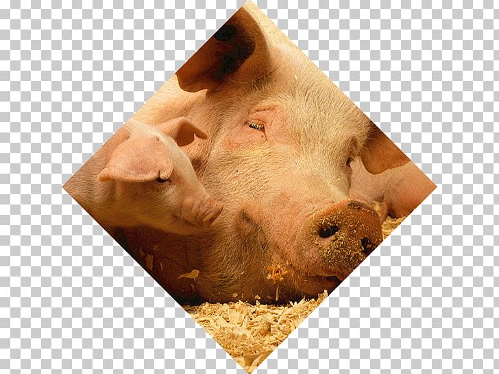 Pig Cattle Dog Farm Goat PNG, Clipart, Agriculture, Animal, Animal Nutrition, Animals, Animal Welfare Free PNG Download