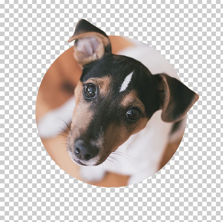 Dog Breed Toy Fox Terrier Jack Russell Terrier Miniature Fox Terrier Puppy PNG, Clipart, Animals, Brazilian Terrier, Breed, Carnivoran, Companion Dog Free PNG Download