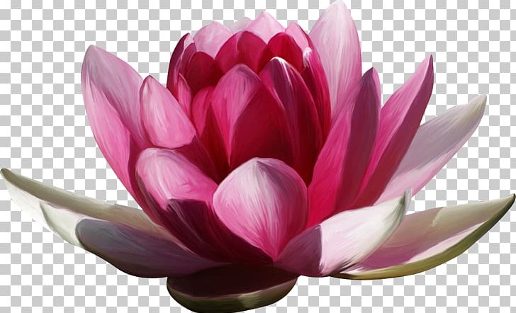 Magnoliaceae Flowering Plant Magenta PNG, Clipart, Aquatic Plant, Aquatic Plants, Artificial Flower, Family, Flower Free PNG Download