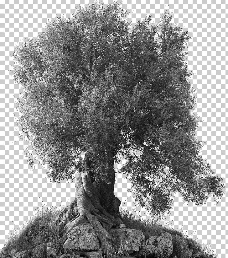 Olive Oil Branch Tree Bari PNG, Clipart, Apulia, Artist, Bari, Black And White, Book Free PNG Download