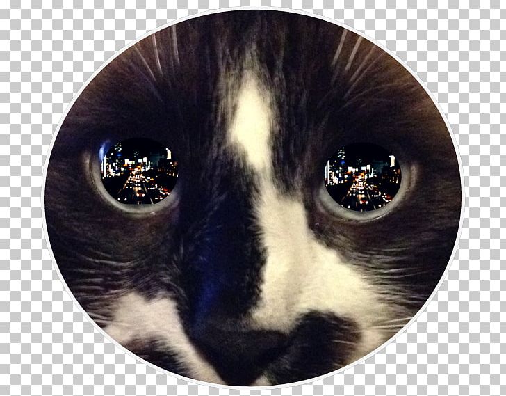 Whiskers Cat's Eye Light Reflection PNG, Clipart,  Free PNG Download