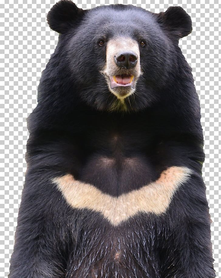 American Black Bear Brown Bear Asian Black Bear Stock Photography PNG, Clipart, American Black Bear, Asian Black Bear, Bear, Bears, Brown Bear Free PNG Download