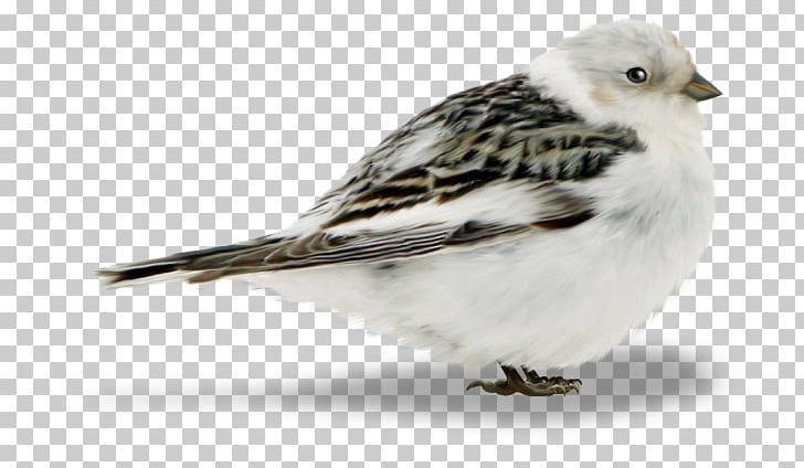 Bird Of Prey Finches Sparrow PNG, Clipart, Animal, Animals, Beak, Bird, Bird Of Prey Free PNG Download