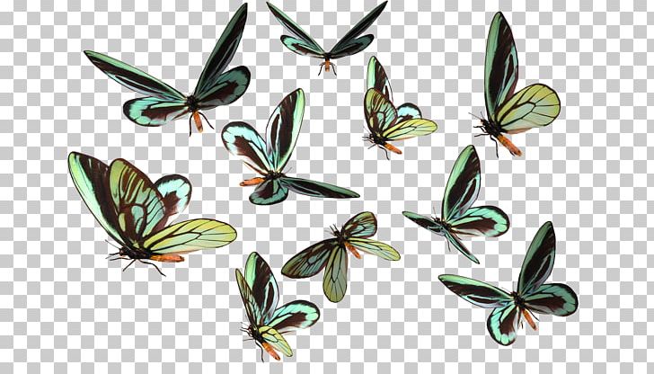 Photography Butterfly Group Insects PNG, Clipart, 3d Modeling, Butterflies, Butterfly Group, Butterfly Wings, Deviantart Free PNG Download