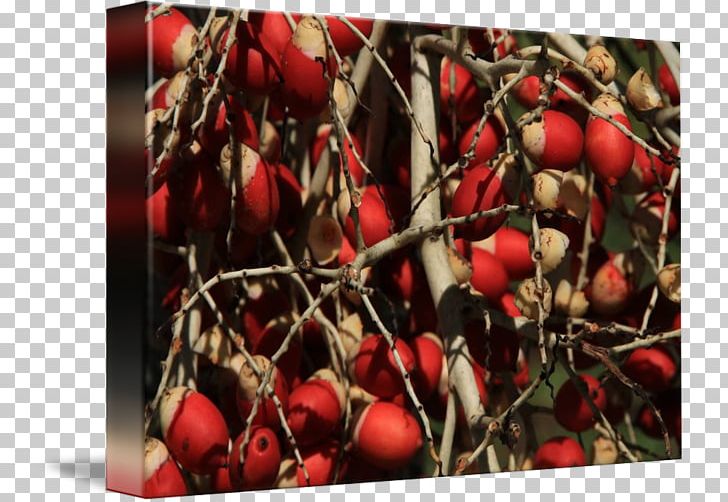 Cranberry Rose Hip PNG, Clipart, Berry, Branch, Cherry, Cranberry, Food Free PNG Download