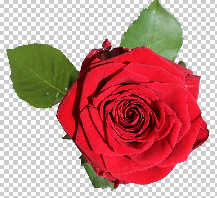 Garden Roses Cabbage Rose Floribunda Gift Blue Rose PNG, Clipart, Beach Rose, Bloom, Blossom, Blue Rose, China Rose Free PNG Download