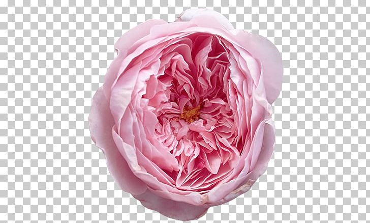 Garden Roses Centifolia Roses Floribunda David Austin's Roses English Rose PNG, Clipart, David Austin, English Rose, Floribunda, Flower, Garden Roses Free PNG Download