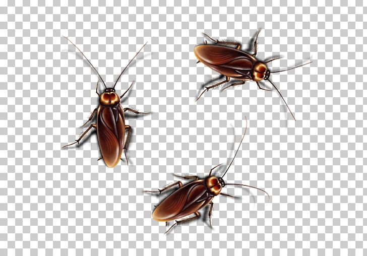 Hornet Cockroach Smasher Free Fun Game For Kids Temple Run Screen Prank PNG, Clipart, Android, Apk, Arthropod, Beetle, Bug Free PNG Download