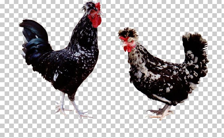 Houdan Chicken Silkie Plymouth Rock Chicken Turkey Rooster PNG, Clipart, Animals, Beak, Bird, Black, Breed Free PNG Download
