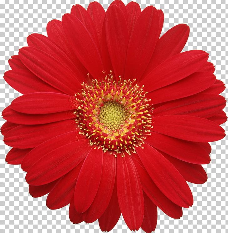 Transvaal Daisy Common Daisy Chrysanthemum PNG, Clipart, Annual Plant, Chrysanthemum, Chrysanths, Color, Common Daisy Free PNG Download