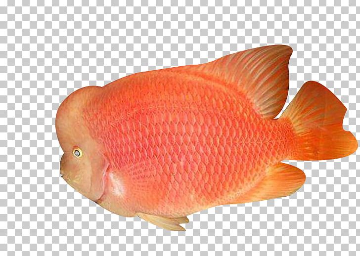 Orange Fish PNG, Clipart, Biological, Biology, Fin, Fish, Fishes Free PNG Download
