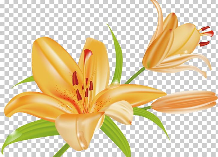 Orange Lily Tiger Lily Arum-lily PNG, Clipart, Art, Arumlily, Cut Flowers, Daylily, Flower Free PNG Download