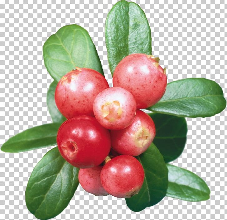 Rose Hip Extraction Powder Herb PNG, Clipart, Acerola Family, Anthocyanin, Arctostaphylos, Arctostaphylos Uva Ursi, Beach Free PNG Download