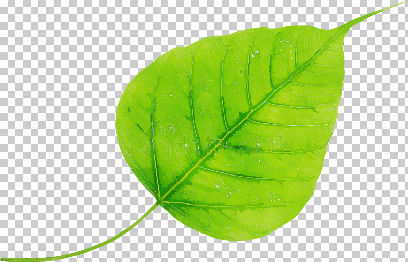 Leaf Green Plant Flower Tree PNG, Clipart, Anthurium, Bodhi, Bodhi Day, Bodhi Leaf, Flower Free PNG Download