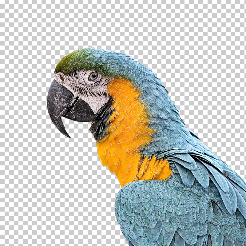 Feather PNG, Clipart, Beak, Feather, Macaw, Parakeet Free PNG Download
