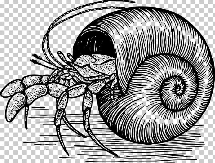 A House For Hermit Crab Drawing PNG, Clipart, Animal, Animals, Art, Arthropod, Australian Land Hermit Crab Free PNG Download