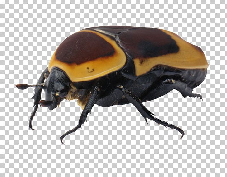 Beetle PNG, Clipart, Animals, Arthropod, Beetle, Beetle Frame, Beetles Free PNG Download