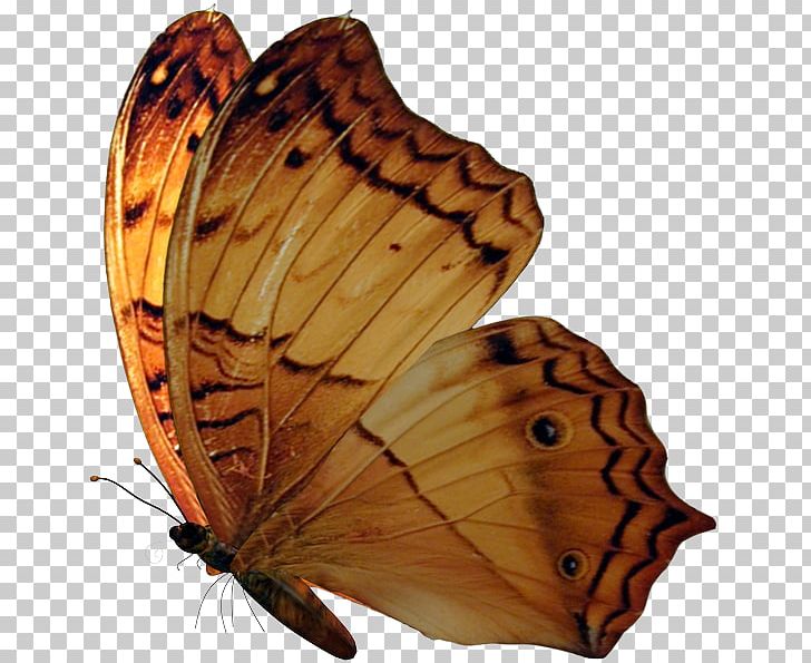 Brush-footed Butterflies Monarch Butterfly Insect PNG, Clipart, Arthropod, Brush Footed Butterfly, Butterflies And Moths, Butterfly, Insect Free PNG Download