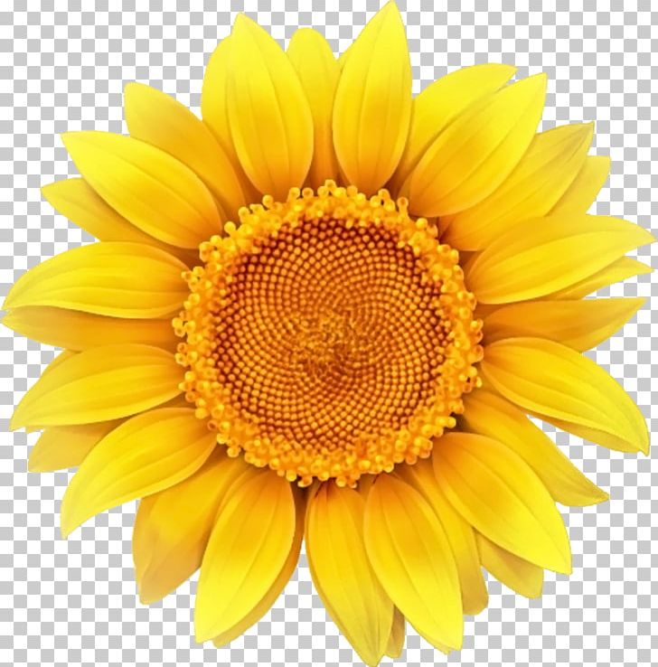 Free Free 245 Clipart Sunflower Png SVG PNG EPS DXF File