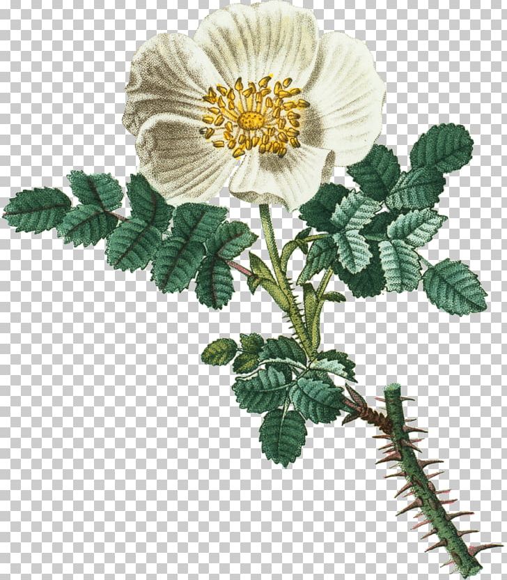 Burnet Rose Cut Flowers Chrysanthemum Petal PNG, Clipart, Burnet Rose, Chrysanthemum, Chrysanths, Cut Flowers, Download Free PNG Download