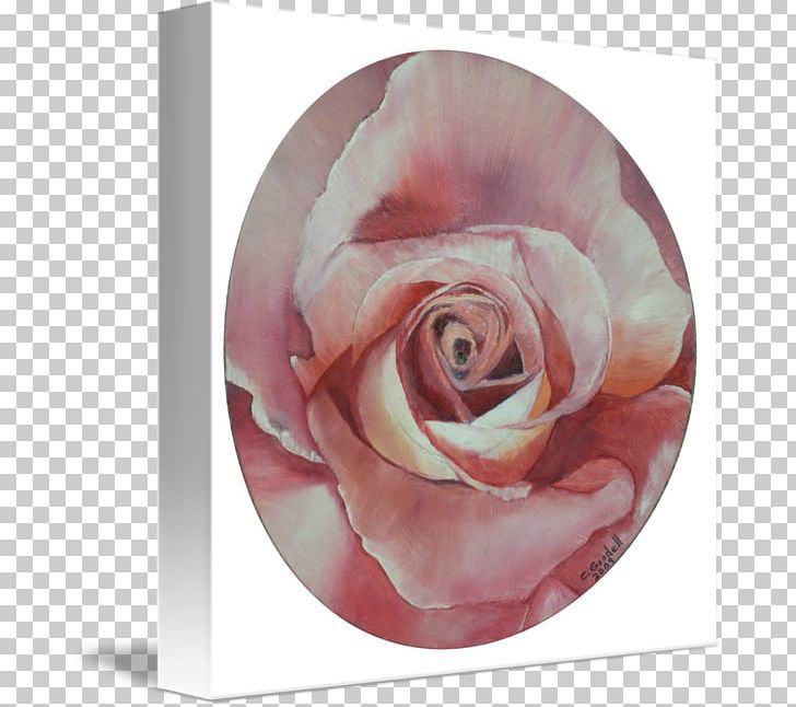 Flower Rosaceae Centifolia Roses Garden Roses Petal PNG, Clipart, Celebrities, Centifolia Roses, Cut Flowers, Family, Flower Free PNG Download