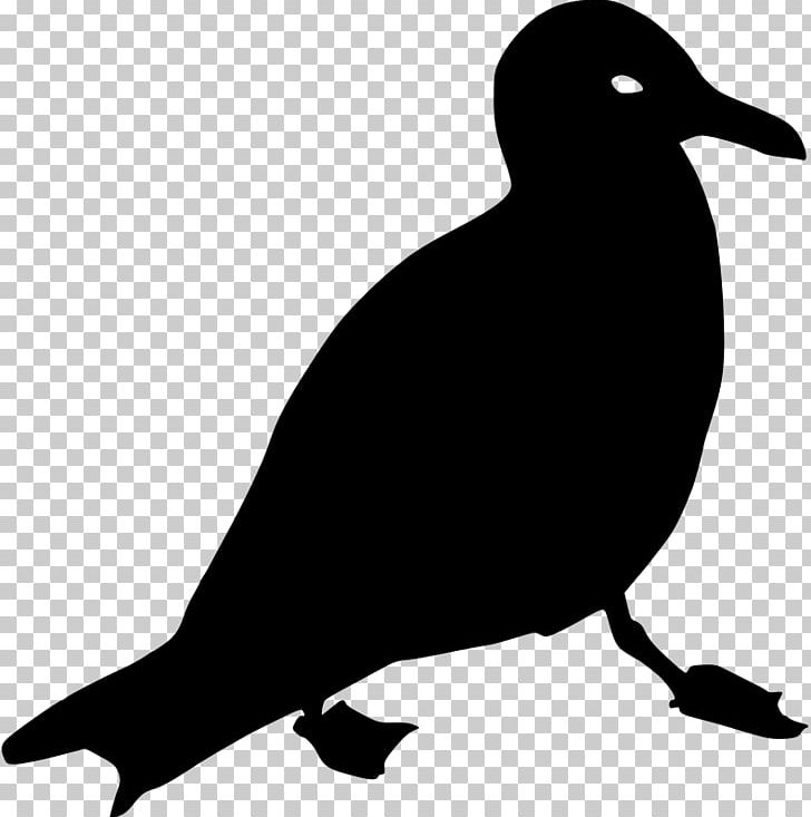 Gulls PNG, Clipart, Beak, Bird, Black And White, Computer Icons, Desktop Wallpaper Free PNG Download