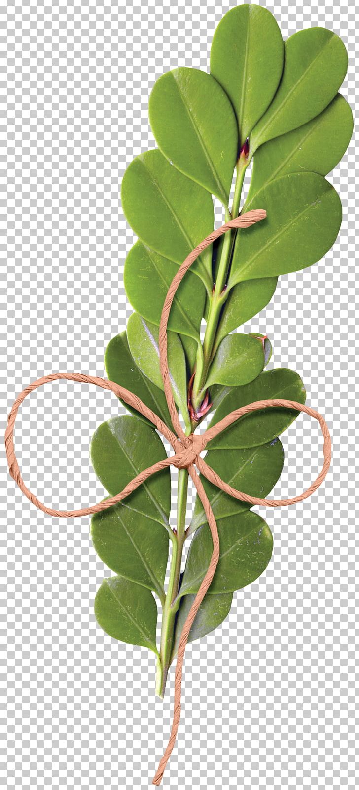 Vine Plant PNG, Clipart, Branch, Download, Encapsulated Postscript, Flower, Leaf Free PNG Download